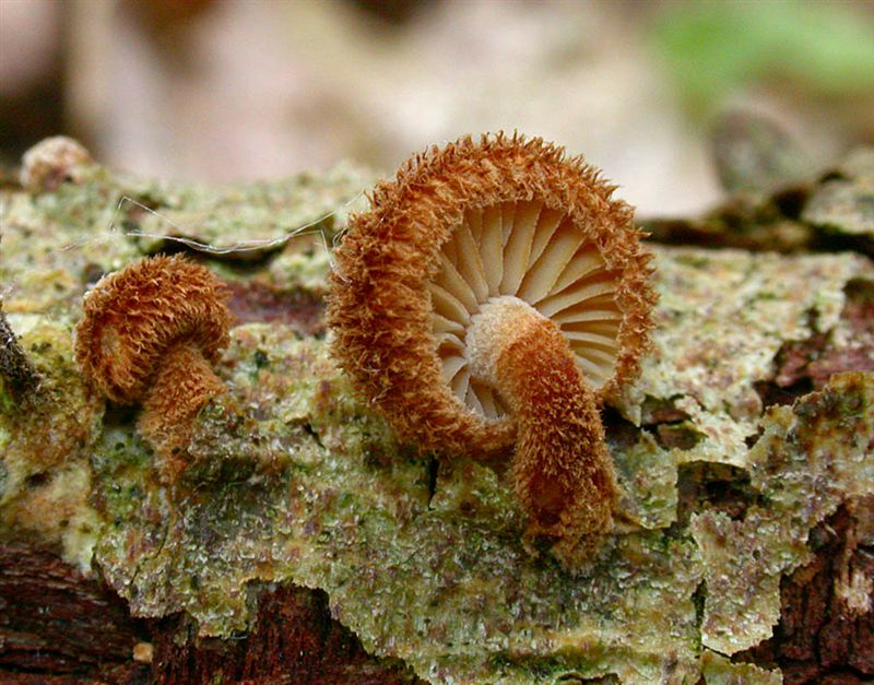 Phaeomarasmius erinaceus