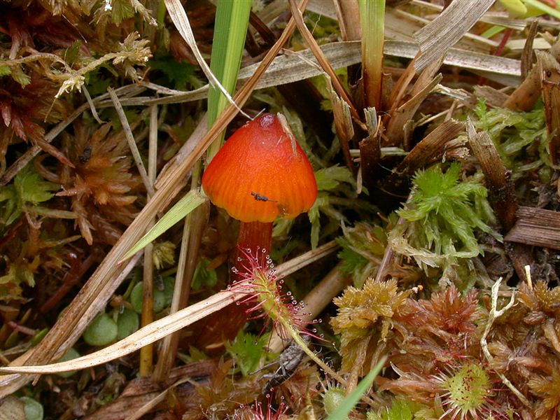 Hygrocybe conicopalustris