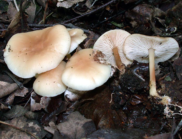 Collybia aquosa