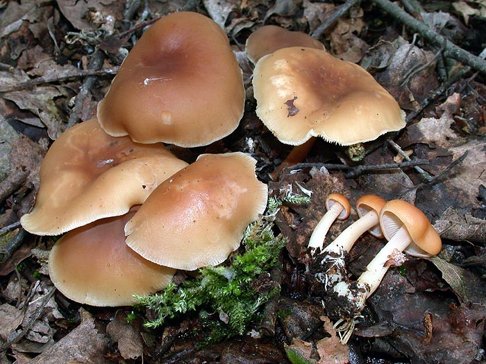 Collybia butyracea