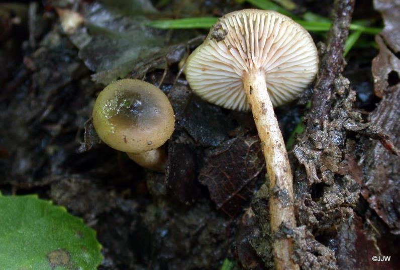 Lactarius obscuratus