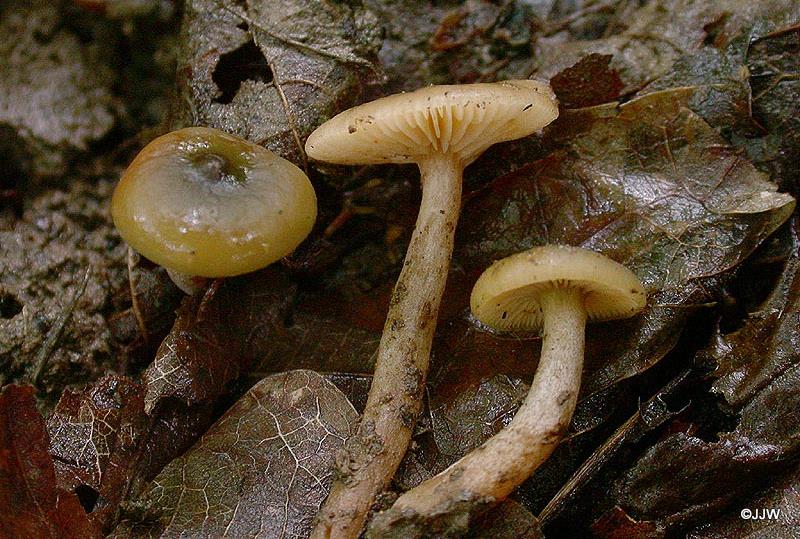 Lactarius obscuratus