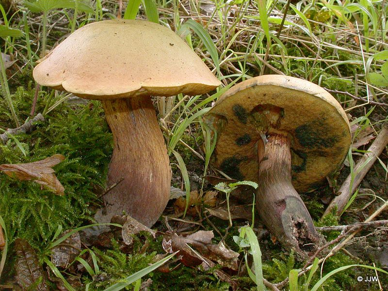 Boletus queletii