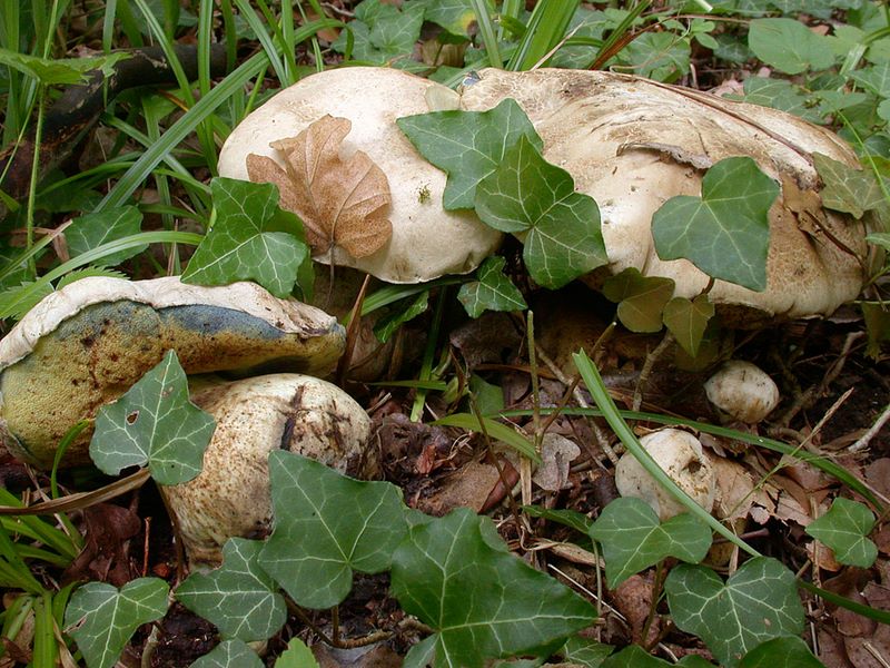 Boletus radicans