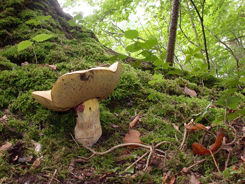 Boletus radicans