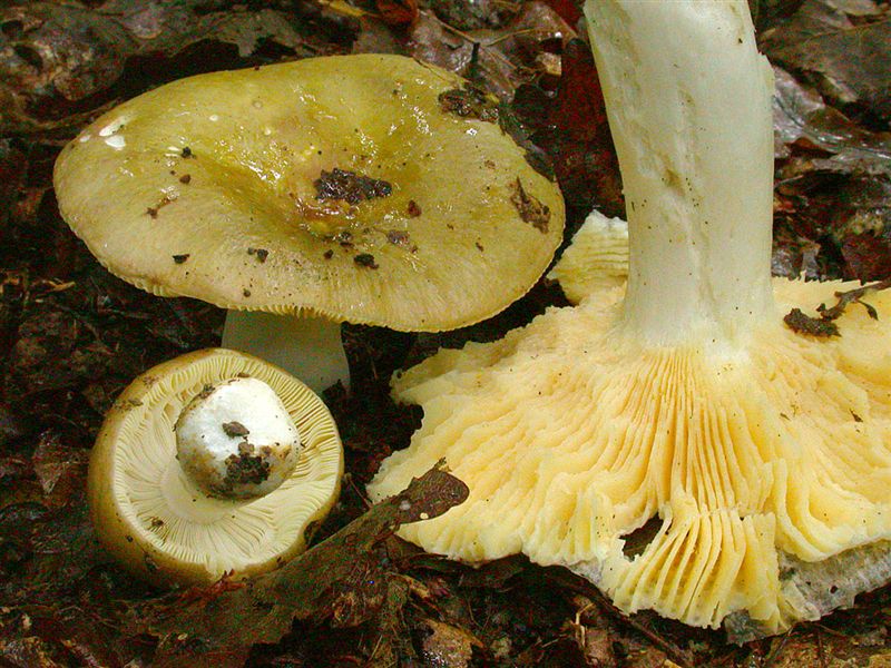 Russula romellii