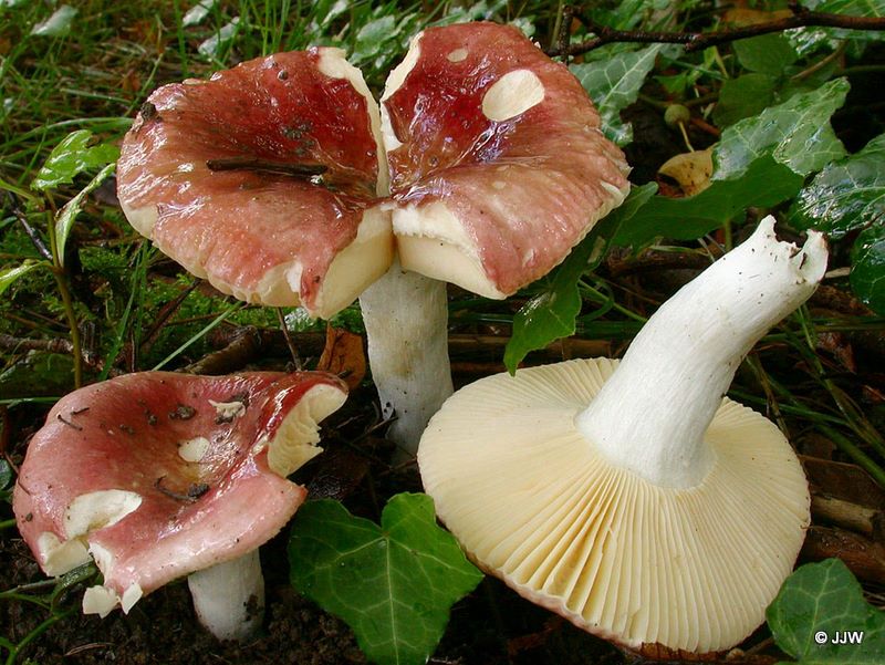 Russula cuprea