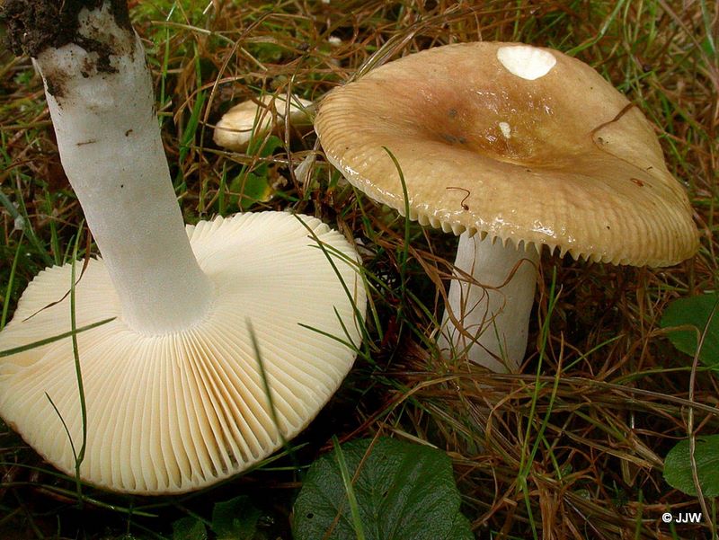 Russula cuprea