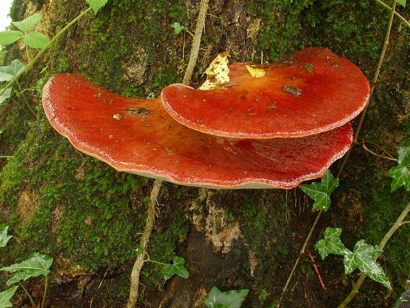 Fistulina hepatica