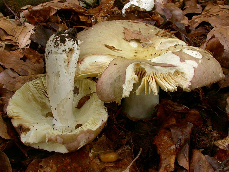 Russula romellii