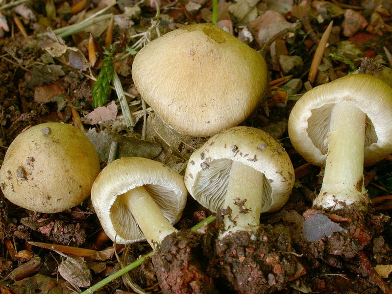 Inocybe cookei