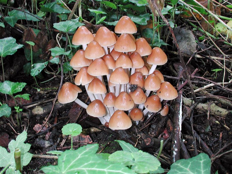 Psathyrella multipedata