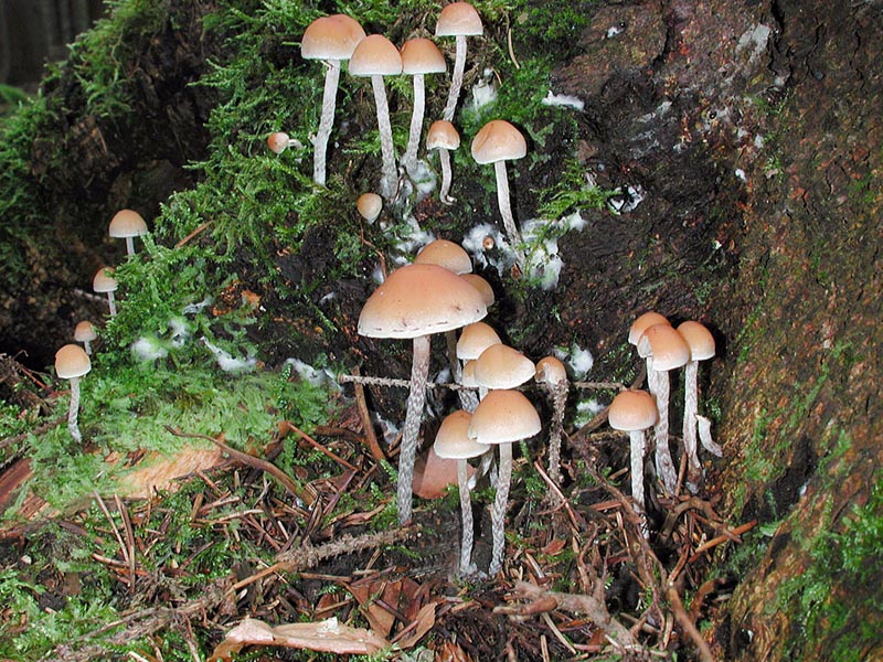 Hypholoma marginatum