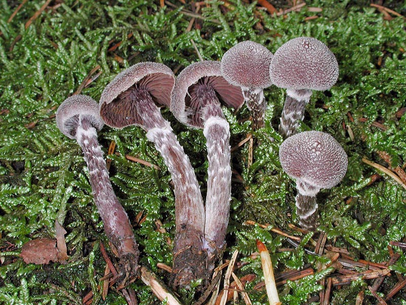 Cortinarius flexipes