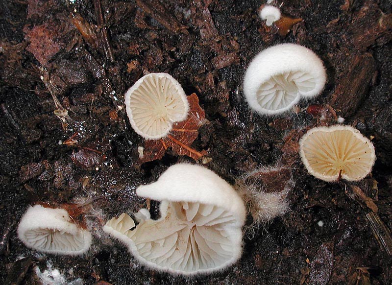 Crepidotus versutus