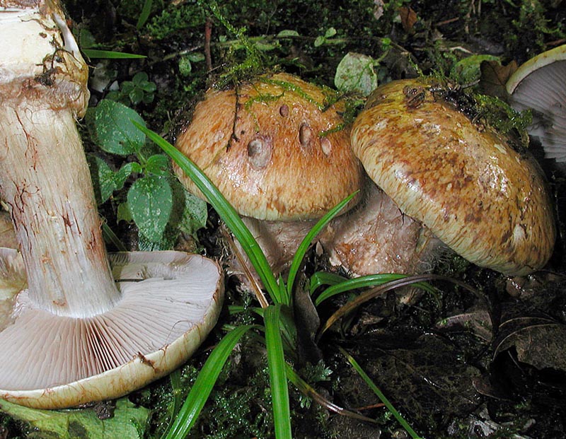 Cortinarius glaucopus