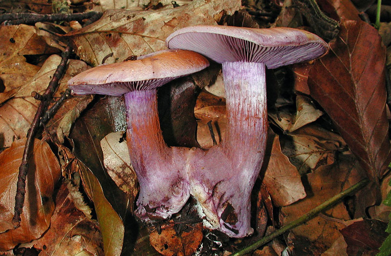 Cortinarius sodagnitus