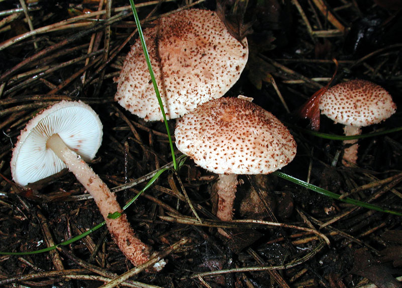 Lepiota carinii