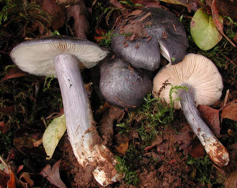 Entoloma bloxamii