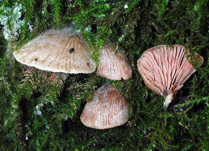 Entoloma byssisedum