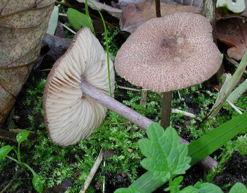 Entoloma griseocyaneum