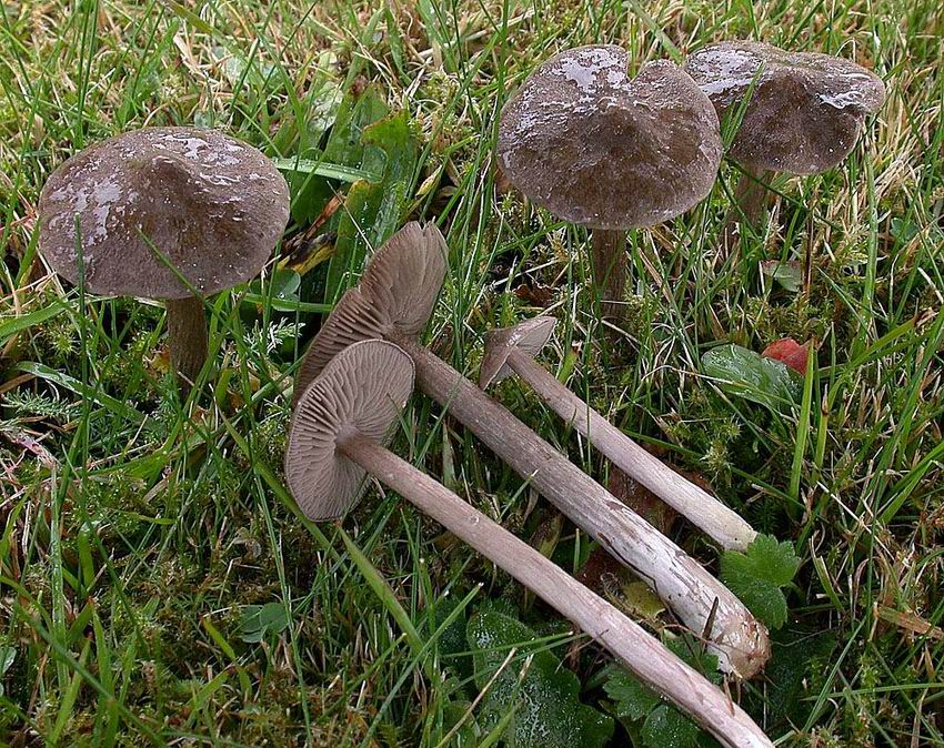 Entoloma jubatum