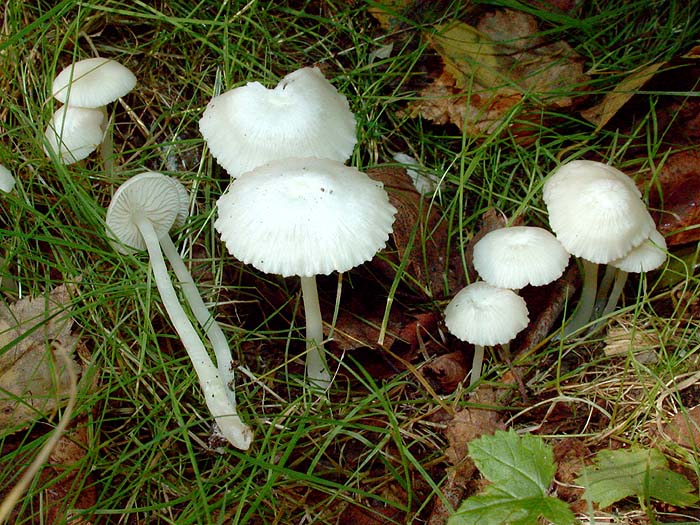 Entoloma olorinum