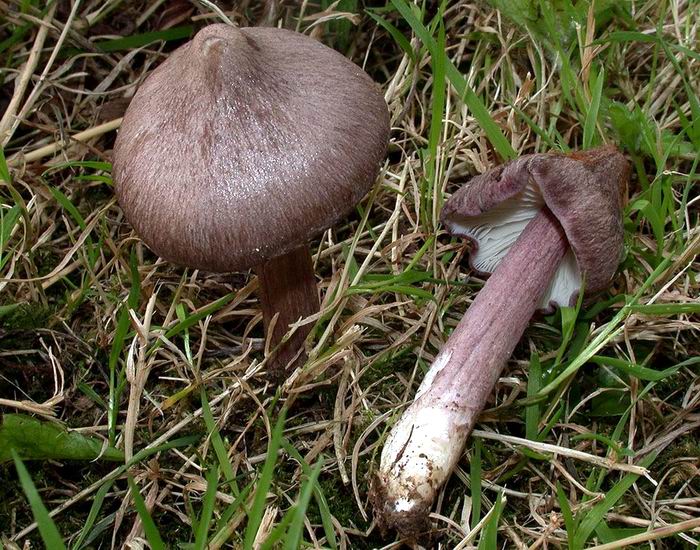 Entoloma porphyrophaeum