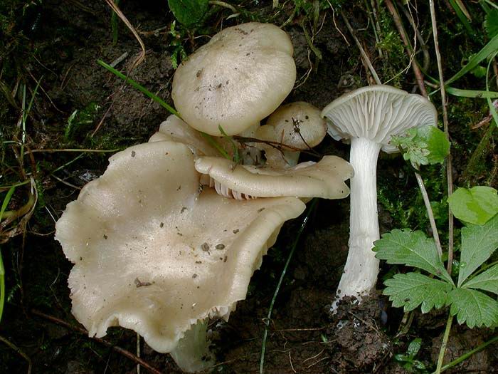 Entoloma sepium