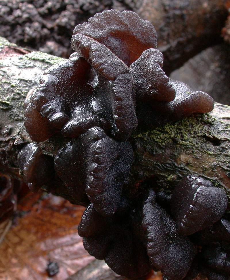 Exidia truncata