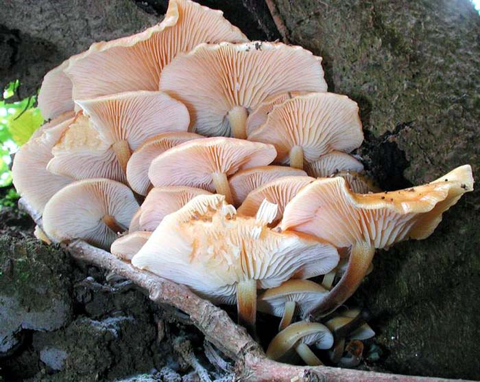 Flammulina velutipes