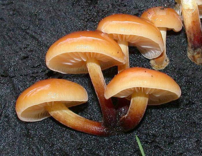 Flammulina velutipes