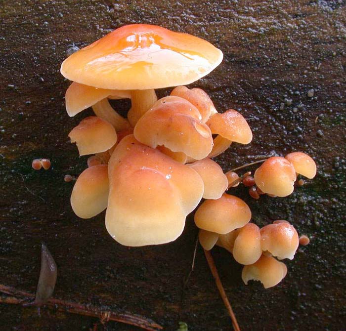 Flammulina velutipes