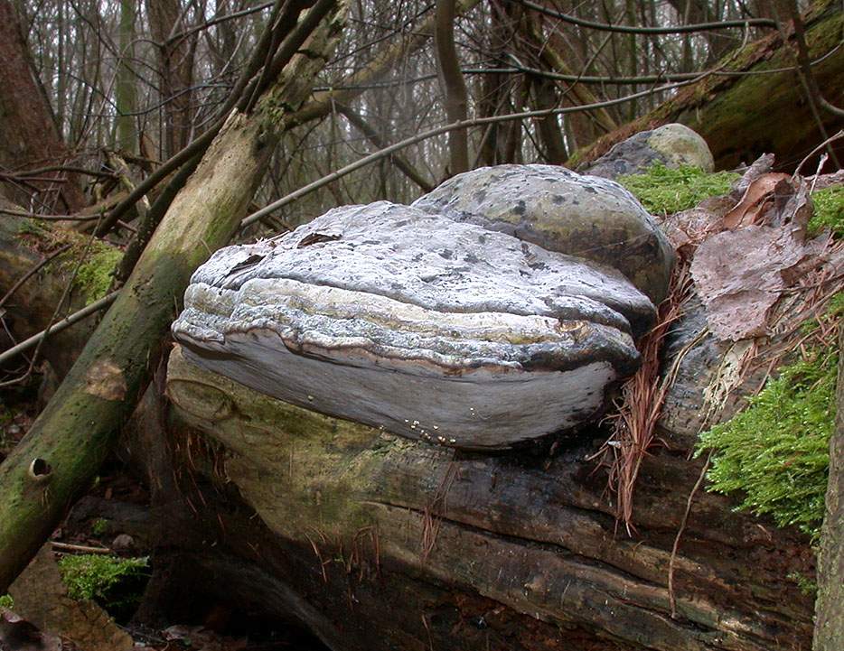 Fomes fomentarius