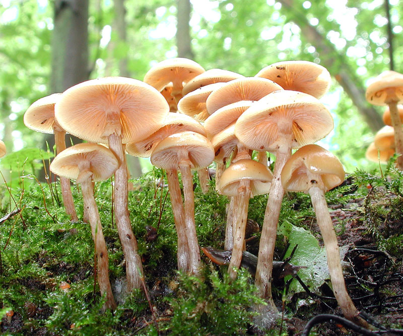 Galerina marginata