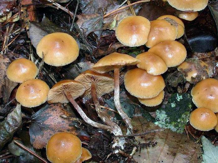 Galerina stylifera