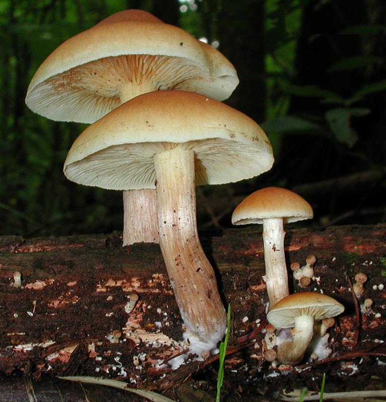 Gymnopilus stabilis