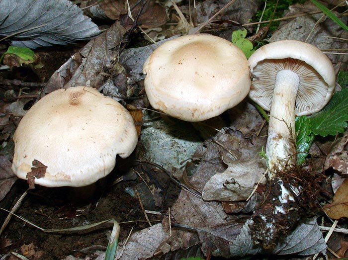 Hebeloma edurum