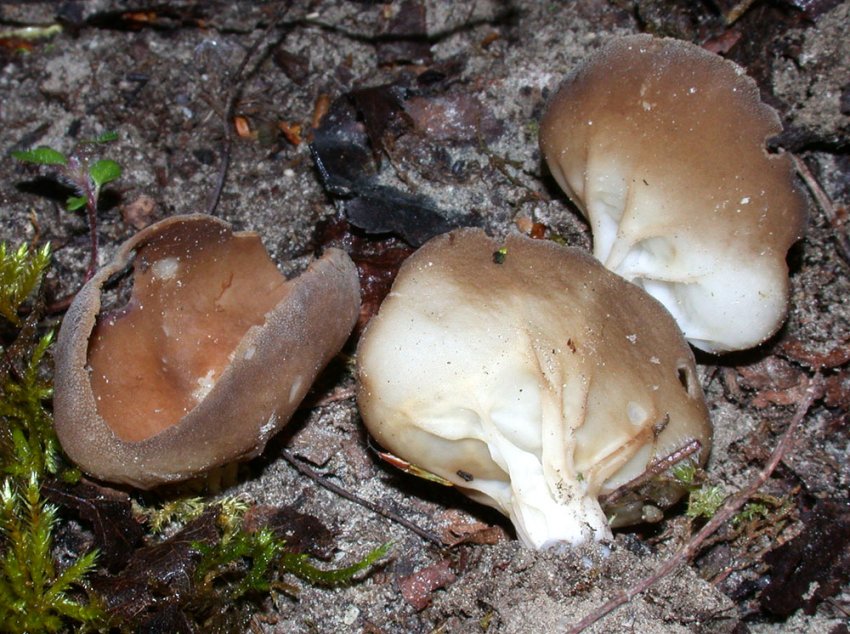 Helvella acetabulum