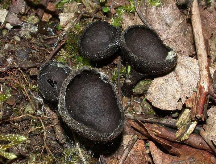 Helvella corium