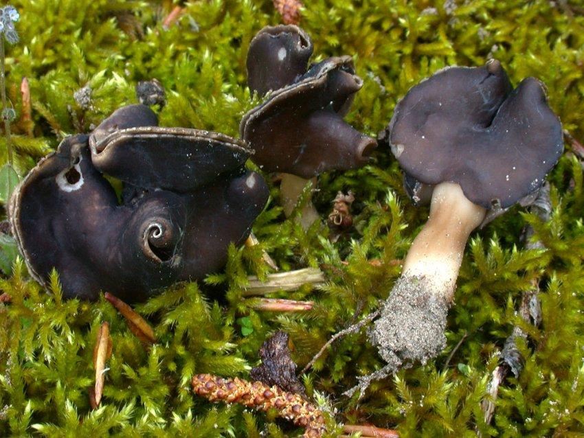 Helvella monachella