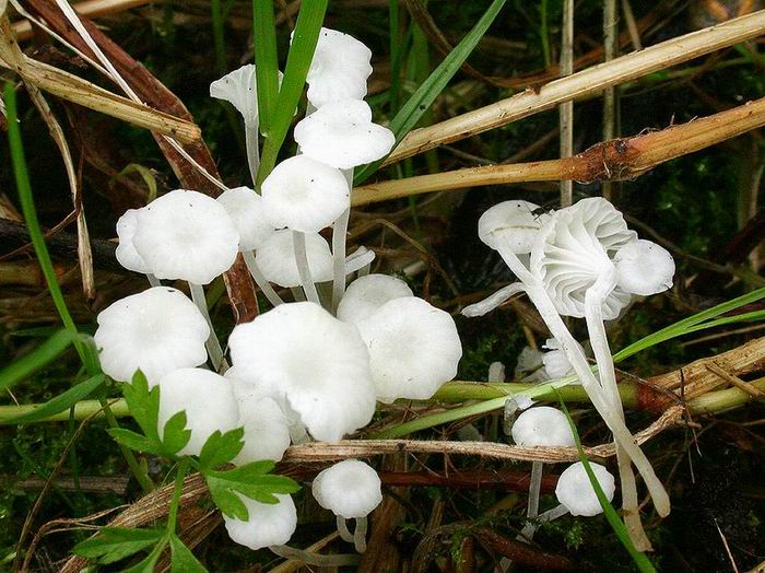 Hemimycena candida