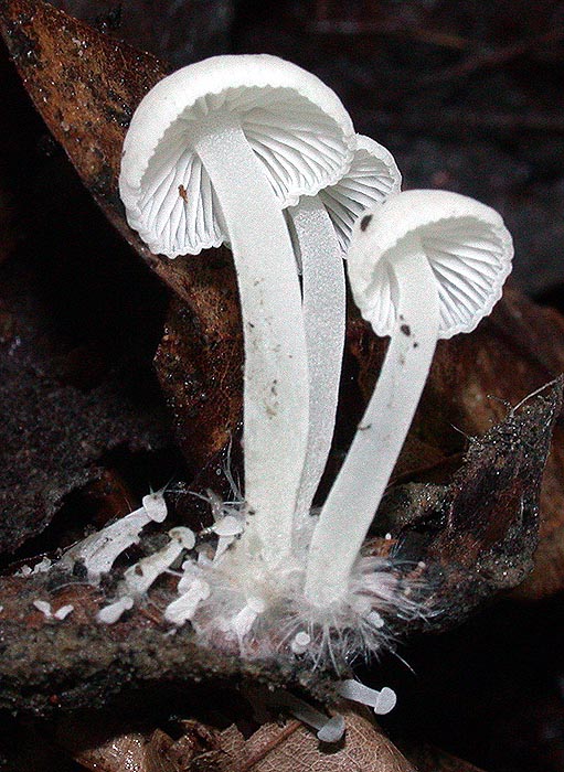 Hemimycena cucullata