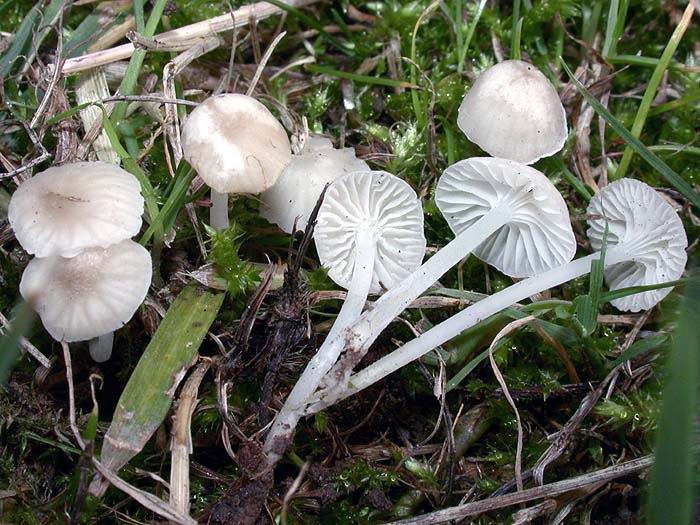 Hemimycena mairei