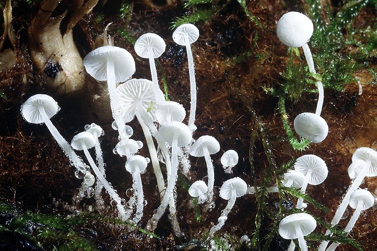 Hemimycena tortuosa