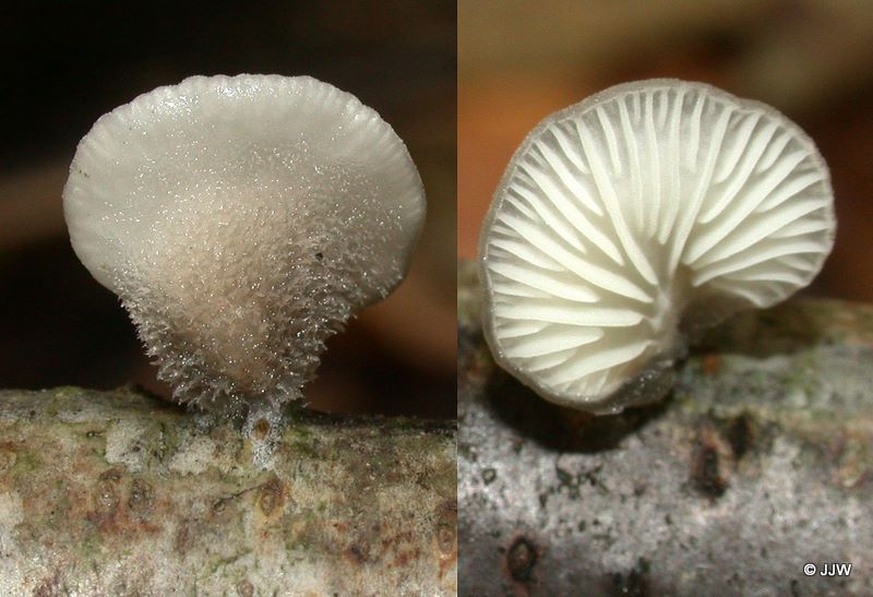 Hohenbuehelia fluxilis