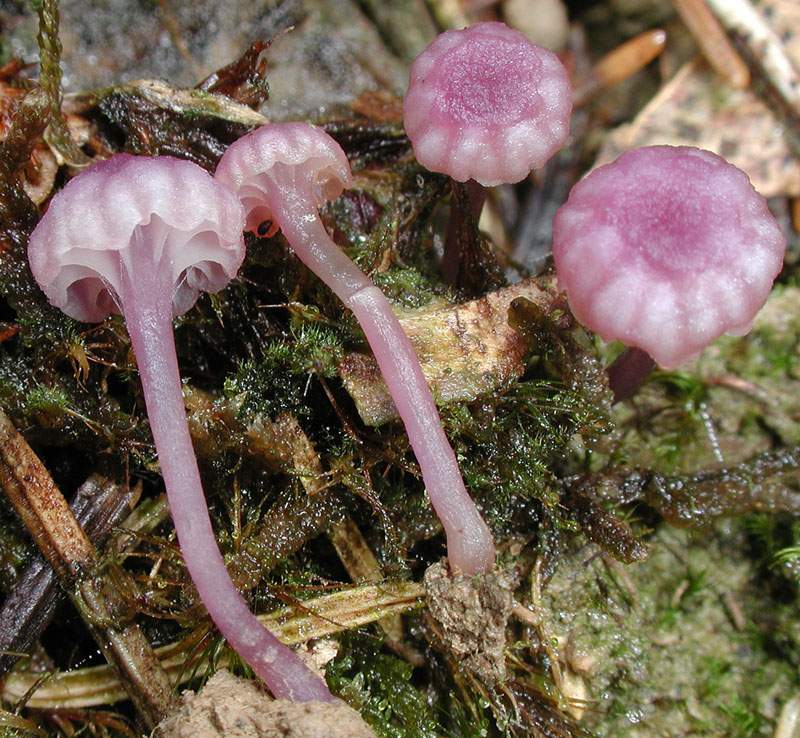 Tricholoma squarrulosum