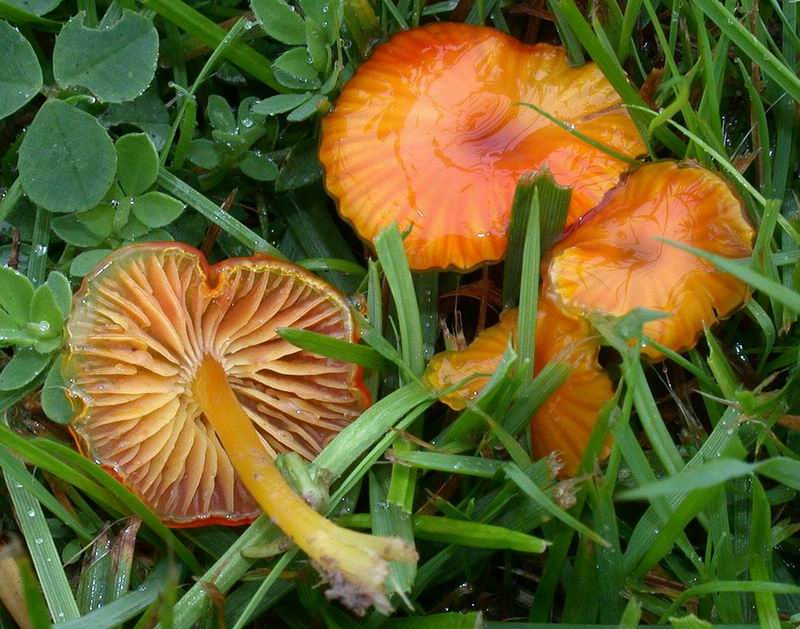 Hygrocybe aurantioviscida