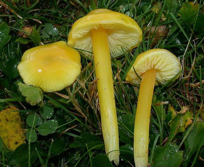 Hygrocybe chlorophana