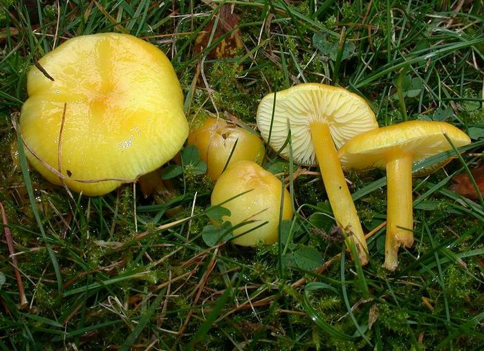 Hygrocybe chlorophana 